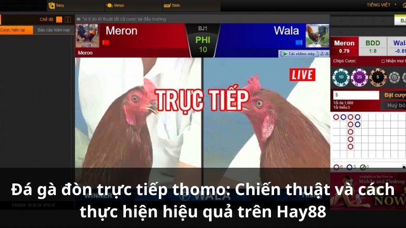 da-ga-don-truc-tiep-thomo-2