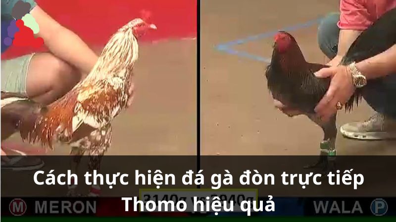 da-ga-don-truc-tiep-thomo-3